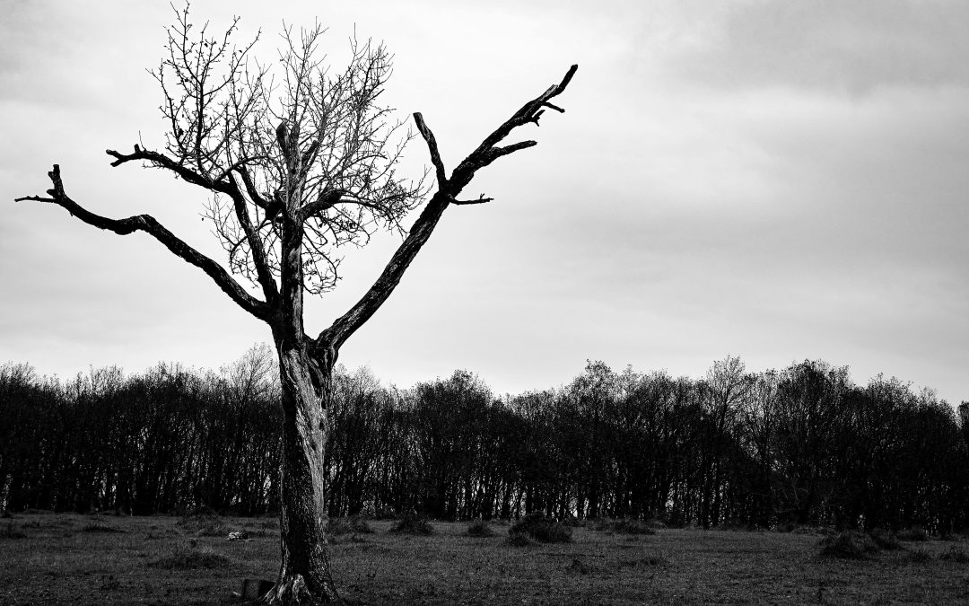 The Universal Language of Food: More Than Just Fuel