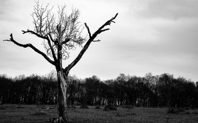 The Universal Language of Food: More Than Just Fuel